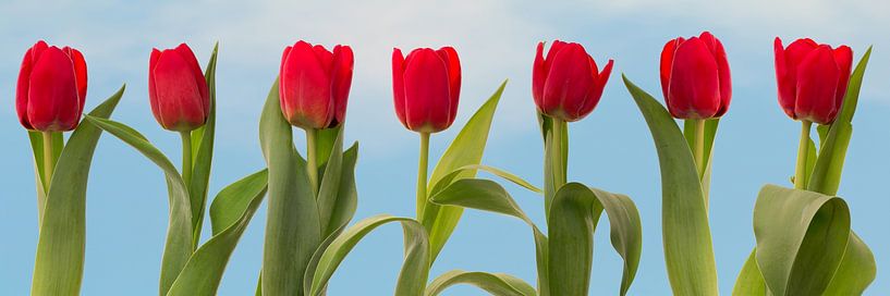 7 tulipes rouges d'affilée par Klaartje Majoor