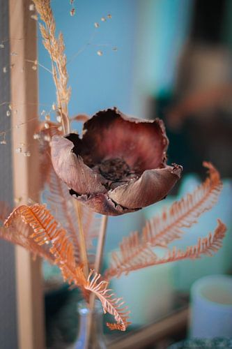 gedroogde bloem met gekrulde bloemblaadjes