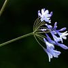 Agapanthus van Henk de Boer