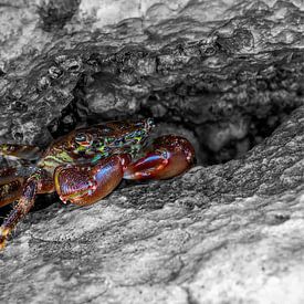 Kanker van artpictures.de