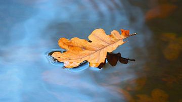 Drijfvermogen van een herfstblad van Tesstbeeld Fotografie