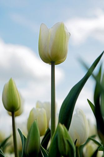TULP BLANC
