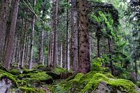 Une forêt rude dans la forêt noire