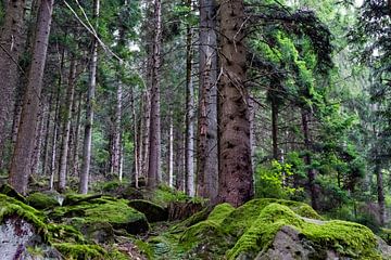 Ruig bos in het zwarte woud van Glenn Vlekke