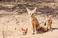 Two young cape foxes with their mother by Simone Janssen thumbnail