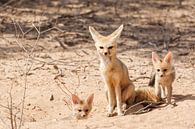 Deux jeunes renards du Cap avec leur mère par Simone Janssen Aperçu