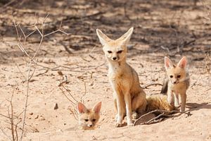 Deux jeunes renards du Cap avec leur mère sur Simone Janssen