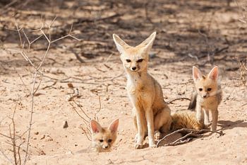 Two young cape foxes with their mother