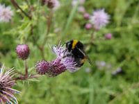 abeille occupée