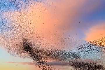 Starling Murmuration während des Sonnenuntergangs mit bunten Wolken von Sjoerd van der Wal Fotografie