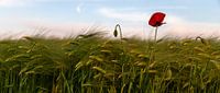 Poppy above the cornfield