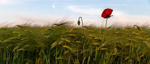 Poppy above the cornfield