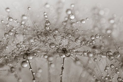 Abstract: druppels decoreren de pluisjes