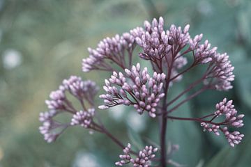 Roze Bloem in Avondlicht van Crystal Clear