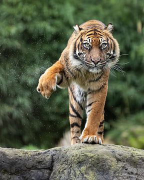 Deze tijger "shakes it off" van Patrick van Bakkum
