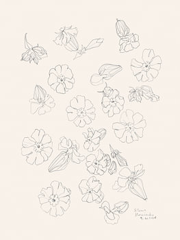 Elegante Blumenzeichnungen