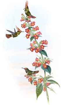 Delattre's Coquette, John Gould van Hummingbirds