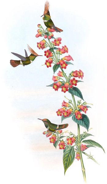 Delattres Coquette, John Gould von Hummingbirds