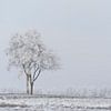 Lonely tree van Sigrid Westerbaan