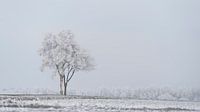 Lonely tree