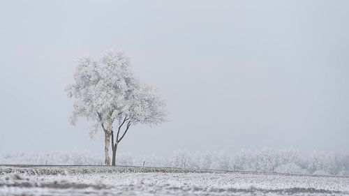 Lonely tree