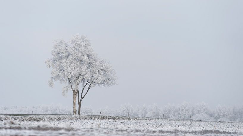 Lonely tree von Sigrid Westerbaan