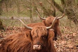 Scottish Highlander