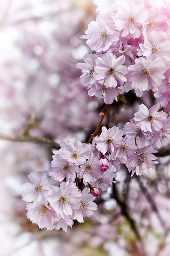 Japanse kersenbloesem romantisch roze