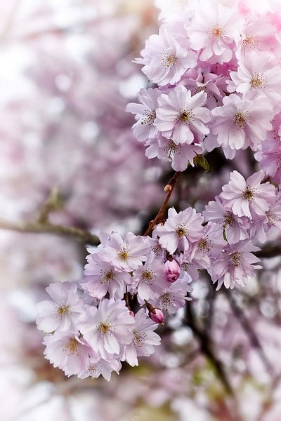 Japanese Cherry Blossoms Romantic Pink by Marlika Art