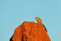 Eekhoorn op een termietenbult voor een helderblauwe lucht