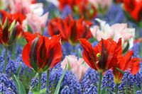 Tulpen in de Keukenhof