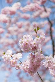 Lente Bloesem by Chantal Cornet