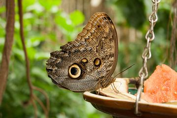 Vlinder met prachtige oogtekening van Matty O.H.