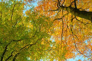 Blik naar boven in een beukenbos tijdens de herfst van Sjoerd van der Wal Fotografie