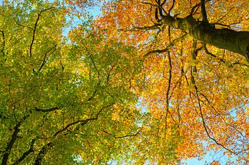 Blik naar boven in een beukenbos tijdens de herfst van Sjoerd van der Wal