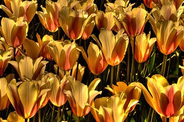 Tulpen in Gelb von Mario de Lijser