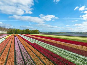 Tulpen op landbouwvelden in het voorjaar van Sjoerd van der Wal Fotografie