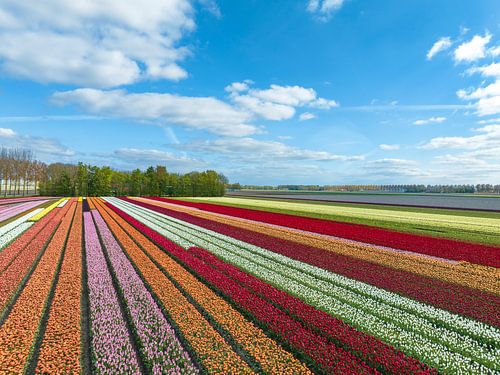 Tulpen op landbouwvelden in het voorjaar