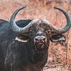 Buffel in het Marakele Nationaal Park in Zuid-Afrika van Expeditie Aardbol