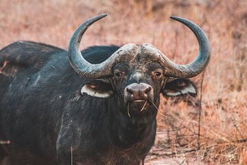 Buffel in het Marakele Nationaal Park in Zuid-Afrika van Expeditie Aardbol