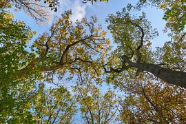 Cimes des arbres en automne