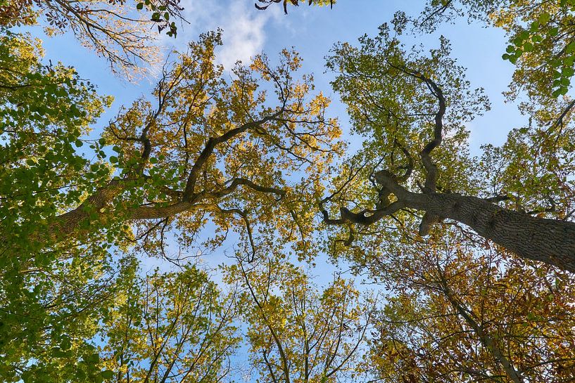 Cimes des arbres en automne par Ad Jekel