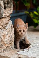 Stray cat in Athens
