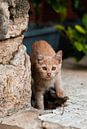 Stray cat in Athens by Joyce Schouten thumbnail