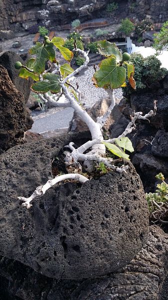 bonsai vijg by astrid van veldhuijzen