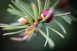 Fleurs Macro sur David Krause