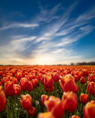Zonsondergang in een tulpenveld - Sommelsdijk Zeeland