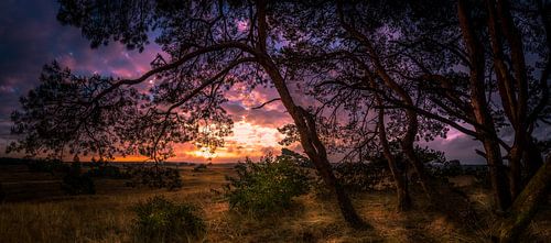 Kootwijkerzand zonsopgang