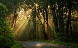 Sunbeams in the Speulder forest by Rob Sprenger