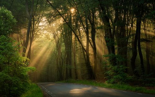 Rayons de soleil dans la forêt de Speulder